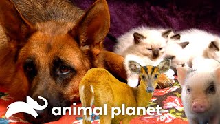 When Animals Become Best Friends  Too Cute  Animal Planet [upl. by Ennayt683]