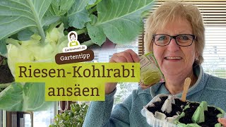 Riesenkohlrabi säen  Superschmelz ansäen im Februar [upl. by Lamp852]