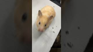 Hamster breeding pair  hamster animallover [upl. by Darej]