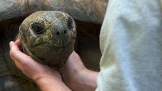 Do Tortoises Like Being Touched [upl. by Leda]