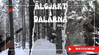 ÄLGJAKT I DALARNA [upl. by Nenney465]