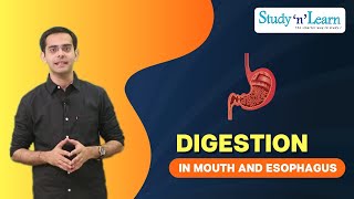 Digestion in Mouth and oesophagus  Biology  Science Lesson [upl. by Eerased]