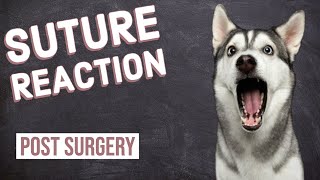 Suture Reaction Dog [upl. by Cyndia]