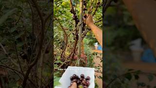 JABOTICABA HARVESTING razzgarden 9562600777 [upl. by Volpe]