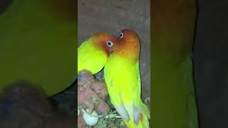 Lutino Personata Love Bird with Chicks birds ytshorts lovebirds [upl. by Annahsor]