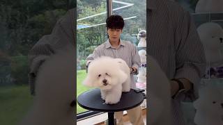 비숑미용 Bichon Grooming [upl. by Atilrep]