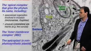 Apicomplexan specific organelles  David Roos U Penn [upl. by Waddell]