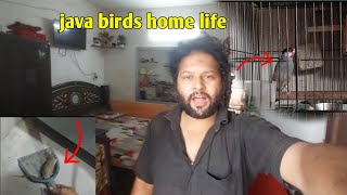 Ghar me nikla Chuha Mara hua  my first family vlog  java birds 🐦 [upl. by Avictor]