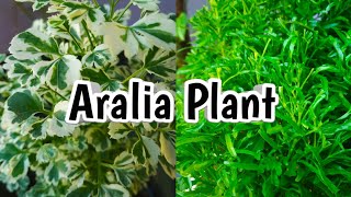 Aralia plant care and propagation ball aralia  variegated aralia Malayalam water propagation [upl. by Fachanan83]