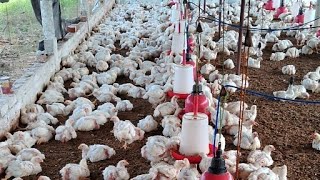 Poultry Farming  SK Farms 07 is live [upl. by Ytnom]