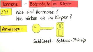 HORMONE UND IHRE WIRKUNGSWEISE  Biologie  Biologie des Menschen Mittelstufe [upl. by Ddet]