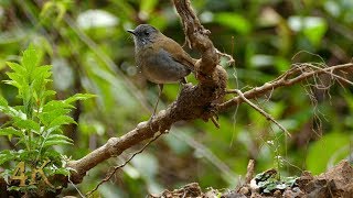 Costa Rica Part 45 one hour birds and nature compilation in 4K [upl. by Myrah580]