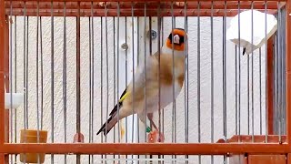 Goldfinch bird singing for training songs  Stieglitz singt 🎶 Jilguero Cantando muy bien [upl. by Eirovi357]