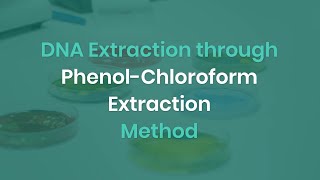 Easy DNA Extraction  PhenolChloroform Method  Steps [upl. by Norene]