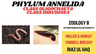 Class Oligochaete and Class Hirudinea Phylum Annelida Miller amp HarleyZoology B [upl. by Aratahs]