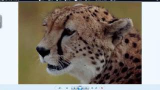 Embird Digitizing with Phil more than 5 years with Embird Part 1 of Digitizing a Cheetah [upl. by Ahern]