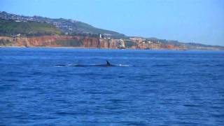 OMG Redondo Beach Whale Watching [upl. by Lorin579]