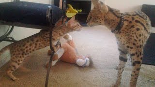 Serval Meets Savannah For The First Time [upl. by Livingstone]