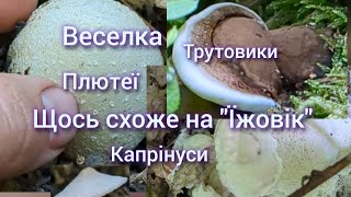 За грибами Багато Веселки Трутовики Плютеї Капринуси Щось схоже на quotЇжовик Гериційquot [upl. by Agueda]