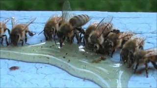 Honey Bees Eating Honey [upl. by Sonnie]