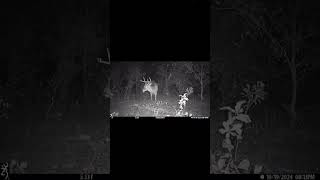 Trail camera deerhunter deerhunting nature wildlife trailcam [upl. by Fretwell]