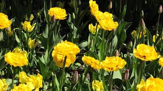 Yellow Tulips Flowers Walk Park Good mood Positive Landscape positivevibes nature flowers [upl. by Orelia]