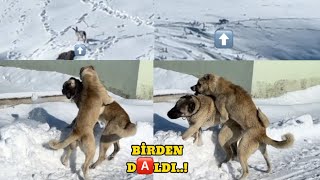 ALA KÃ–PEK DURMADI GELDÄ°ÄÄ° GÄ°BÄ° ZALIMA SARDI FOTO KAPAN NELER Ã‡EKMÄ°Å [upl. by Senn45]