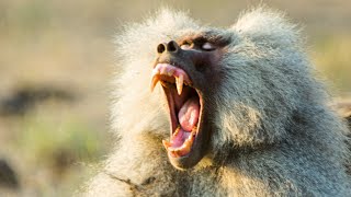 Baboon Troops Clash Over Territory  Life  BBC Earth [upl. by Temple]