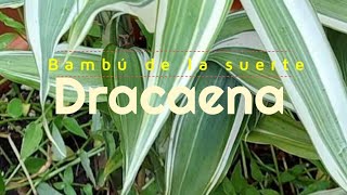 Bambú de la suerte Dracaena Sanderiana  Dracena Cuidados 🌱 eljardindechelita [upl. by Stoddart]