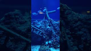 Oceanarium Bxsea XChange Bintaro oceanarium ocean shark shortvideo shorts reels fyp [upl. by Nnylak516]