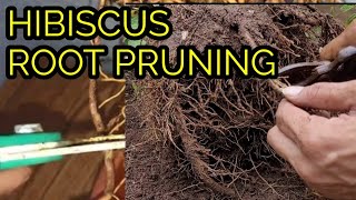 HIBISCUS ROOT PRUNINGREPOTTING अखिर क्यु मुझे ये करना पडा [upl. by Etnoid]