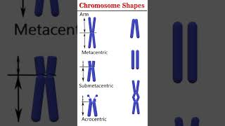 Chromosome shapes cytogenetics [upl. by Ho]