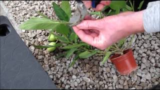 Hydropod Cuttings Propagator  Taking Pepino Cuttings [upl. by Aronek]