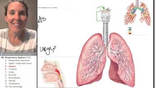 Respiratory system 3 Larynx [upl. by Nekal796]