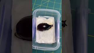 Beetle pinning method trending insectdiversity trendingshorts [upl. by Aynik162]