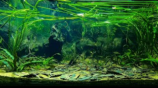 Weipa North Queensland Biotope Aquarium Threadfin Rainbows and Spotted Blueeyes [upl. by Normak163]