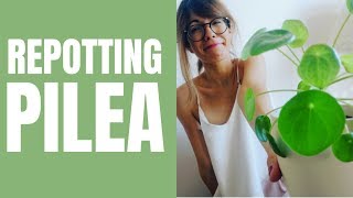 Repotting Pilea  Pilea peperomioides repotting [upl. by Aileduab]