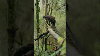 Lyrebird birds birdsounds amazingbirds shorts [upl. by Anil]