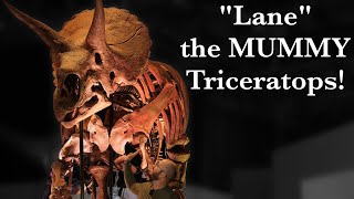 How Lane the quotmummyquot Triceratops completely changed what we know about dinosaurs [upl. by Arita413]