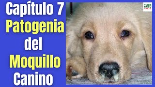 🐶 PATOGENIA DEL MOQUILLO CANINO PASO A PASO 🐶 [upl. by Akkire364]