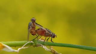 Flies Mating Macro video [upl. by Trella]