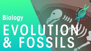 Fossils amp Evidence For Evolution  Evolution  Biology  FuseSchool [upl. by Ellimak]