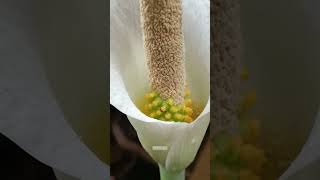 Amorphophallus variabilis in bloom nature amorphophallus plants reels [upl. by Tamsky]