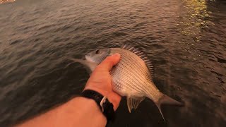 How to catch bream on lures  Brisbane river bream fishing [upl. by Norvell69]