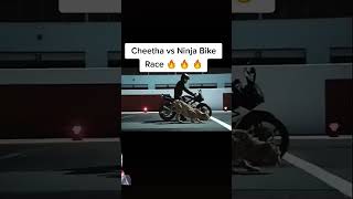 चिता की race vs Ninja Bike lion africanlionsafari wildlife musicgenre musicstyle [upl. by Tjader652]