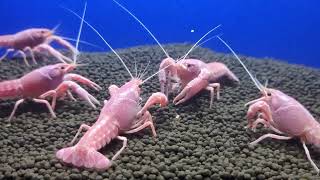 Pink crayfish pink valentine crayfish crayfish  freshwater lobster lobster [upl. by Ellicott59]