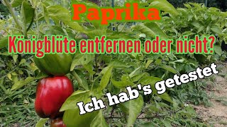 Paprika Königsblüte entfernen oder nicht Ich habe es getestet und das Ergebnis hat überrascht [upl. by Kaitlin768]