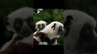 quotFascinating Sifaka Facts You Didnt Knowquot sifaka lemurs madagascar interestingfacts [upl. by Yug]