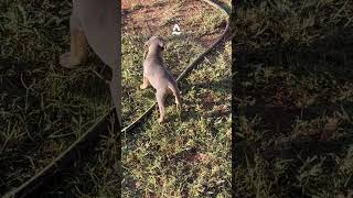 Tricolored Texas Blue Lacy pup going her own way ￼ [upl. by Murdock]