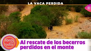 Toros para todos Trasladar a las vacas que se ocultan en el monte es una auténtica odisea [upl. by Larissa169]